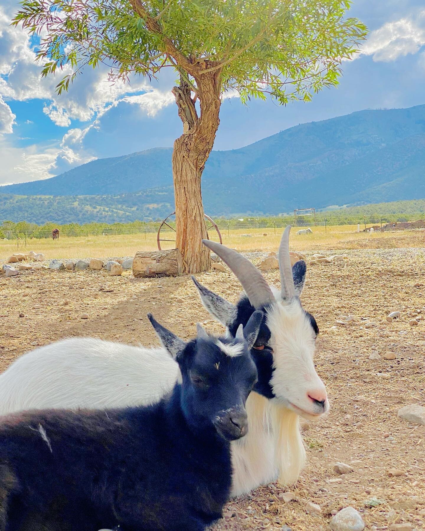 Momma Moon and her baby Thunder Pants would like to wish you a Happy 4th of July weekend.
My parents are in town visiting and are helping me with a BIG project that I&rsquo;ve wanted to do ever since we moved in. It&rsquo;s turning out to be a much 