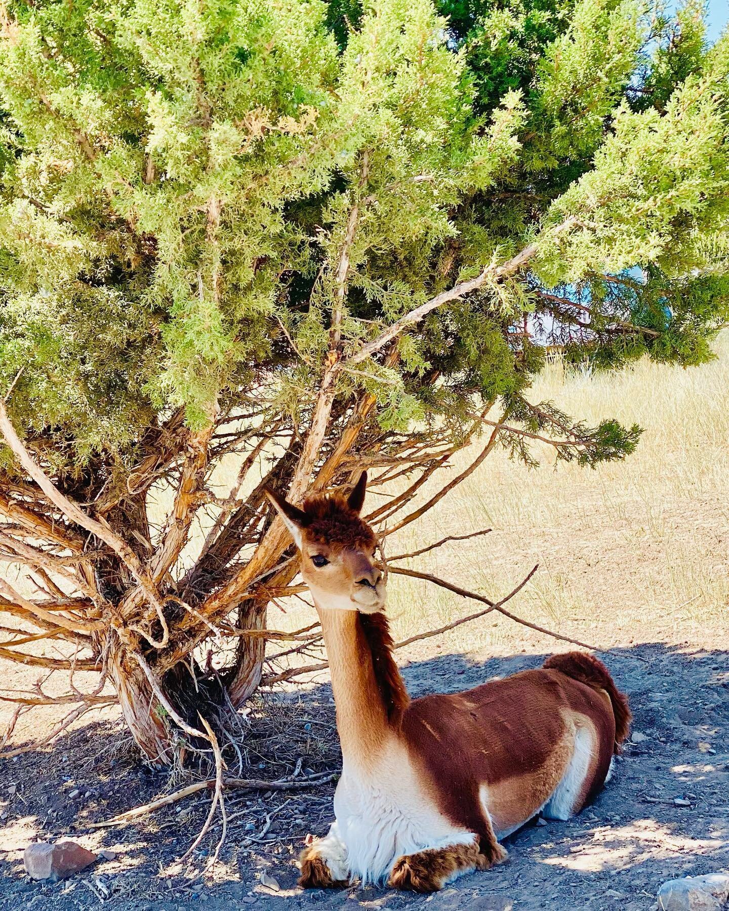 &ldquo;It&rsquo;s summer- you can find me chillin under the shade tree&rdquo;
-Isaac 
#vicu&ntilde;a