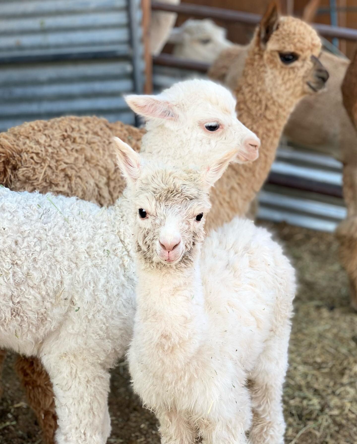 11 1/2 months growing in her mommas belly 
4 hours of a difficult labor helped by the humans because mommas cervix was so small 
4 beautiful days on earth getting loved on by her momma, the other alpacas, and her humans before she passed over the r