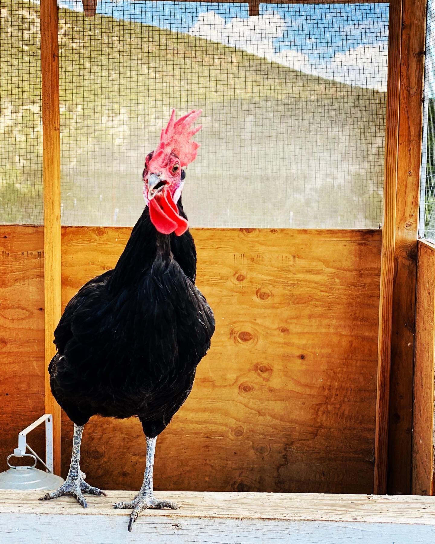 &ldquo;Hey lady- why haven&rsquo;t we been getting more air time on the gram? We&rsquo;re cute. We do funny things.  Look at me- I jump back and forth between the pens EVERY day but you don&rsquo;t talk about it in your stories?! Who has more persona